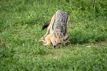 Black-backed jackal rubbing himself in the grass.