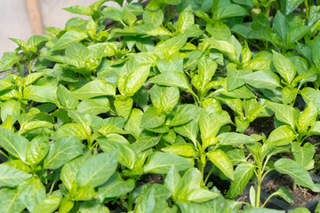 Growing peppers in greenhouses, agricultural business, pepper sprout