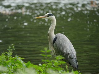 Héron cendré, St James's Park, Londres