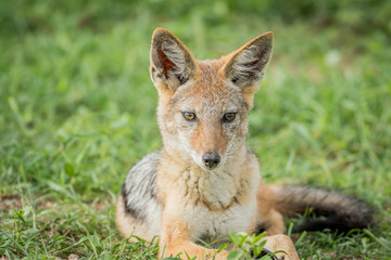 Black-backed jackal starring at something.