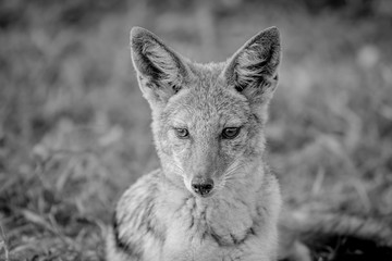 Black-backed jackal starring at something.