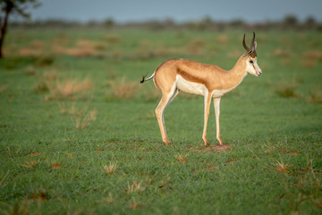 Springbok standing in the grass.