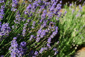 Obraz premium Lavenders in the summer