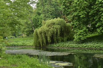 Feuillage d'un arbre au raz de l'eau &agrave; l'un des &eacute;tangs du parc Josaphat &agrave; Schaerbeek 
