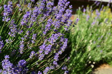 Obraz premium Lavenders in the summer