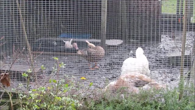 Backyard ducks preening in a muddy enclosure. A DEFRA prevention zone in the UK created less than ideal conditions for a lot of domestic birds during the H5N8 bird flu restrictions in 2017.