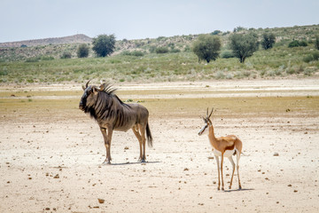 Blue wildebeest and Springbok standing in the sand.