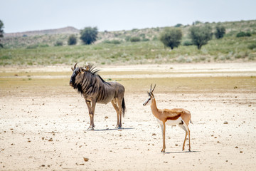 Naklejka na ściany i meble Blue wildebeest and Springbok standing in the sand.
