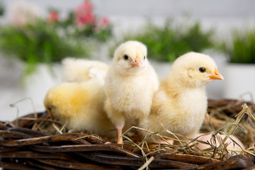 nestling chick. farm chicken.baby