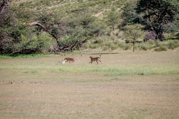 Obraz na płótnie Canvas Two Cheetahs catching a Springbok.