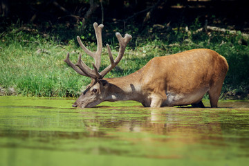 Naklejka na ściany i meble Red deer with growing antlers drinking water from pond in forest
