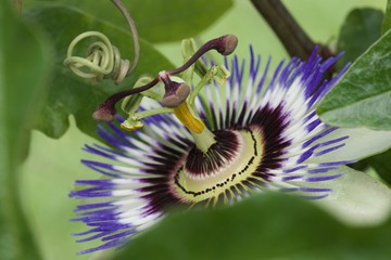 Passionsblüte