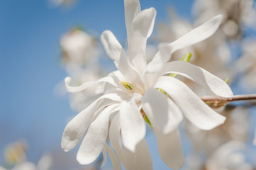 White Magnolia