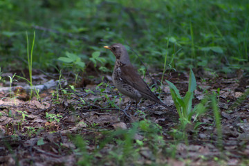 Thrush on the ground in the forest. Close-up