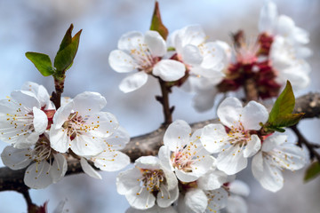 Blooming априкот closeup