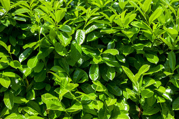 Fototapeta na wymiar green bush background