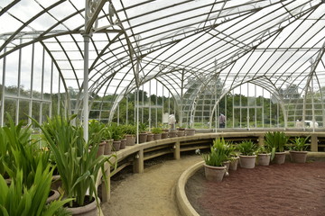Rangement de plante dans la serre conçue par l 'architecte Alphonse Balat en 1854 au Jardin Botanique Nationale de Belgique à Meise 