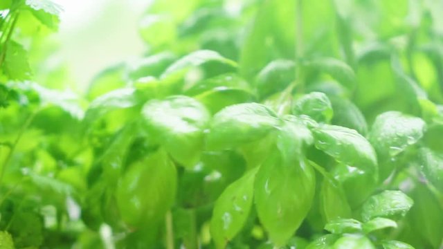 Herbal garden with fresh basil herb and sprinking water, slow motion