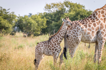 Naklejka na ściany i meble A baby Giraffe bonding with the mother.