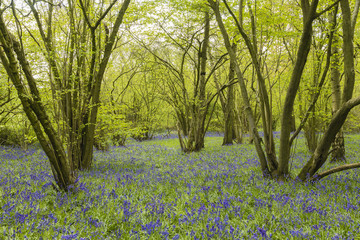 Bluebell Woodland