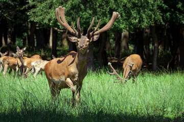 Naklejka na ściany i meble Group of red deers with growing antlers standing on meadow and looking at camera