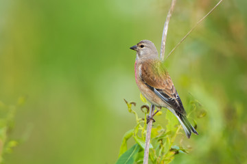 The singing bird Carduelis cannabina. Green blurred background. Summer.