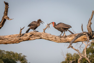 Two Southern ground hornbills on the branch.