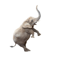 African elephant (Loxodonta africana) balancing. Funny animal isolated on white background.