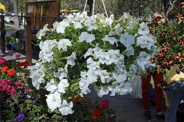 Fototapeta na wymiar Cachepot with white petunias outdoors