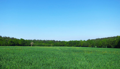 Young Green Barley Field Farm in Rural England, UK