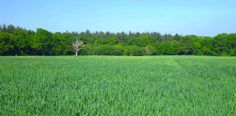Young Green Barley Field Farm in Rural England, UK