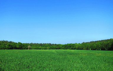 Young Green Barley Field Farm in Rural England, UK