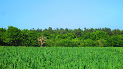 Young Green Barley Field Farm in Rural England, UK