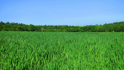 Young Green Barley Field Farm in Rural England, UK
