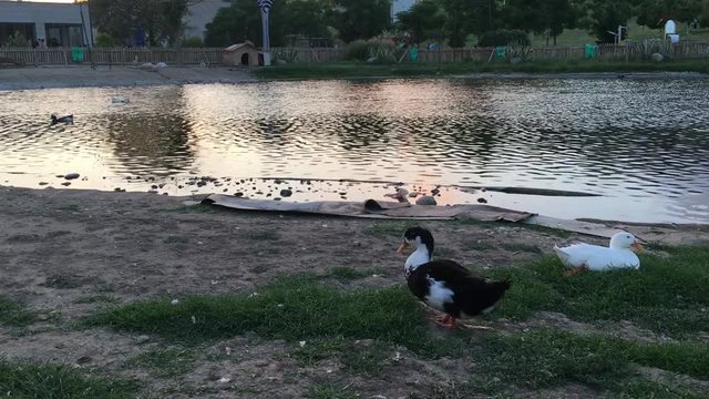 Aşık Veysel Rekreasyon Alanı G&ouml;leti ve &Ouml;rdekler Bornova, Izmir Sunset