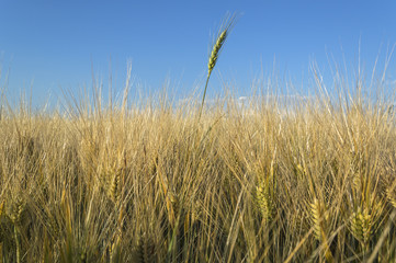 Field of rye, Agricultural concept.
