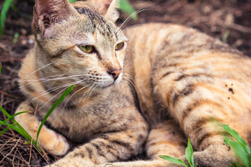 タイ・バンコク・ルンピニパーク・猫
