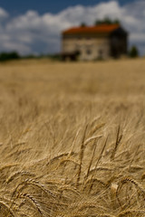 Into the Barley Field- An abandoned Italian farm house with a red roof, sits amid a golden field of barley beneath a deep blue cloudy sky.Tuscany, Italy.