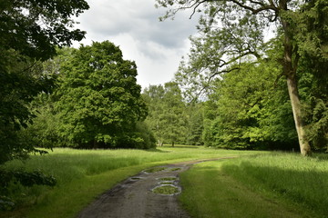 Fototapeta na wymiar L'une des clairières dans le bois du Jardin Botanique Nationale de Belgique à Meise