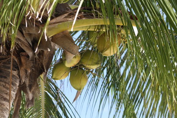 Kokosn&uuml;sse von unten in der Palme h&auml;ngend