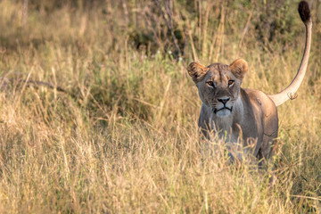 A female Lion starring at the camera.