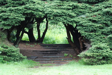 tree archway
