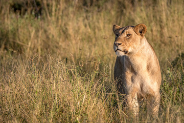 A female Lion walking in the grass.