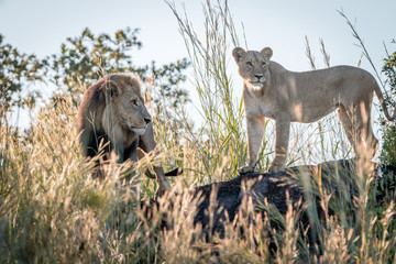 A mating couple of Lions standing on a ridge.