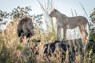 A mating couple of Lions standing on a ridge.