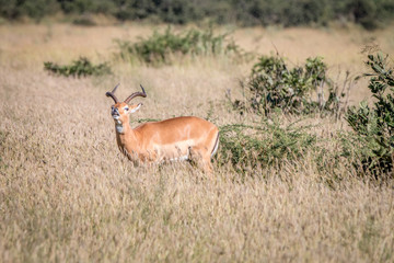 Naklejka premium A male Impala standing in the grass.