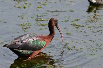 Glossy Ibis