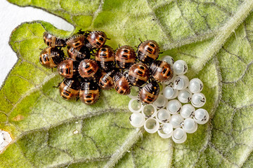 Schlüpfende Marienkäferlarven mit Eiern 