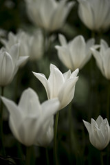 Stunning close up macro image of bright white Spring tulips