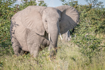 An Elephant starring at the camera.